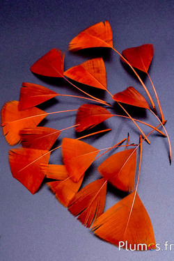 Pétales en plumes - 6-8 x 3-4 cm - or aztèque
